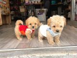Poodle Ayarında Maltipo Yavrular