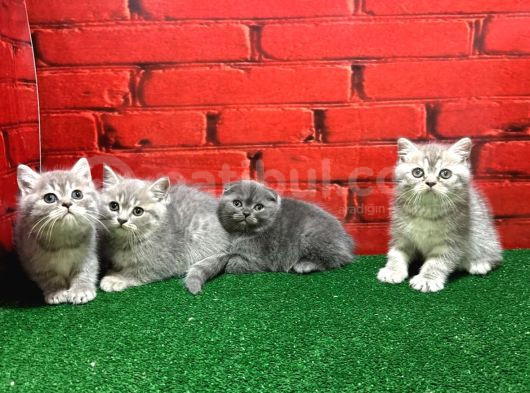British Shorthair Yavrularımız görsel