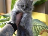 Kali̇teli̇ Longhai̇r Bebekler