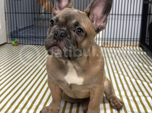 French Bulldog Yavrular görsel