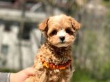 Poodle Ayarında Maltipo Yavrular