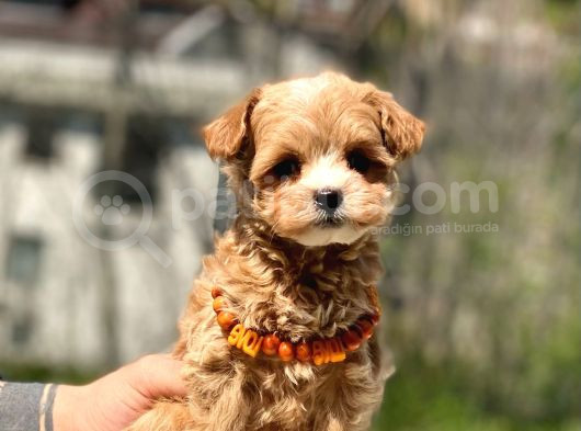 Poodle Ayarında Maltipo Yavrular görsel