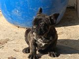 French Bulldog Yavrular