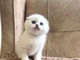 Full Şecereli Anne Babanın Scottish Fold Shorthair Bebeği