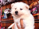 Mükemmel Kalitede Samoyed Bebekler Için Acele Edin