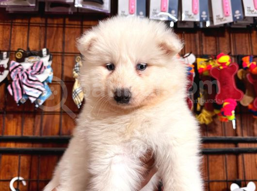 Mükemmel Kalitede Samoyed Bebekler Için Acele Edin görsel