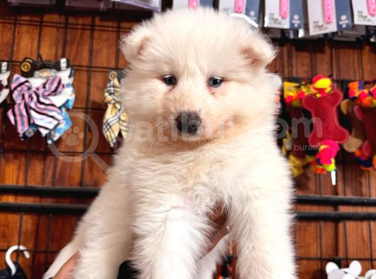Mükemmel Kalitede Samoyed Bebekler Için Acele Edin görsel