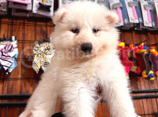 Mükemmel Kalitede Samoyed Bebekler Için Acele Edin görsel
