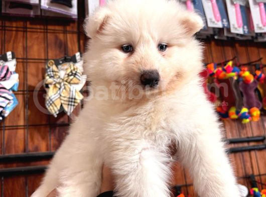 Mükemmel Kalitede Samoyed Bebekler Için Acele Edin görsel