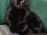Baba Scottish Fold Anne Si̇yam -Erkek- Kiz Yavrulari