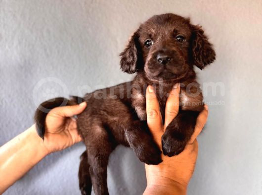 Mükemmel Kalitede Labrador Bebeklerimiz Için Acele Edin görsel