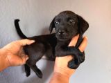 Mükemmel Kalitede Labrador Bebeklerimiz Için Acele Edin