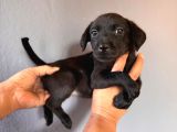 Mükemmel Kalitede Labrador Bebeklerimiz Için Acele Edin