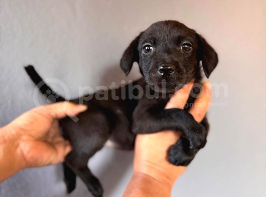 Mükemmel Kalitede Labrador Bebeklerimiz Için Acele Edin görsel