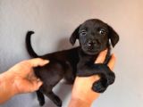 Mükemmel kalitede labrador bebeklerimiz için acele edin
