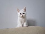 Mi̇ni̇k Prensesler Evi̇ni̇ Bekli̇yor