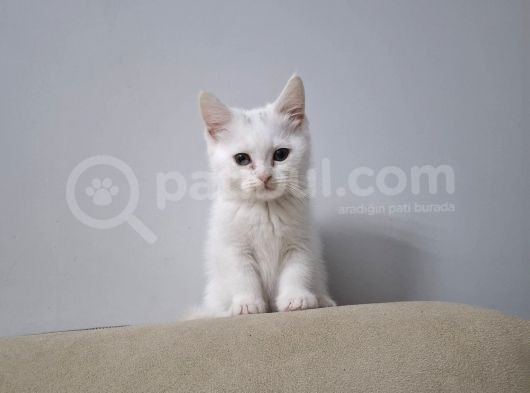 Mi̇ni̇k Prensesler Evi̇ni̇ Bekli̇yor görsel