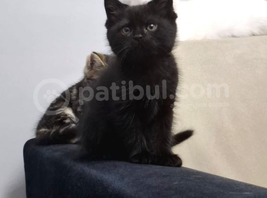 Mi̇ni̇k Prensesler Evi̇ni̇ Bekli̇yor görsel