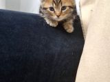 Mi̇ni̇k Prensesler Evi̇ni̇ Bekli̇yor