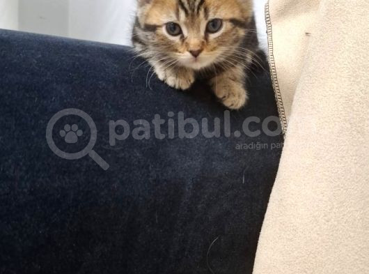 Mi̇ni̇k Prensesler Evi̇ni̇ Bekli̇yor görsel