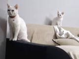 Mi̇ni̇k Prensesler Evi̇ni̇ Bekli̇yor