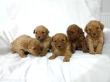 Tea Cup Toy Poodle Yavrulari