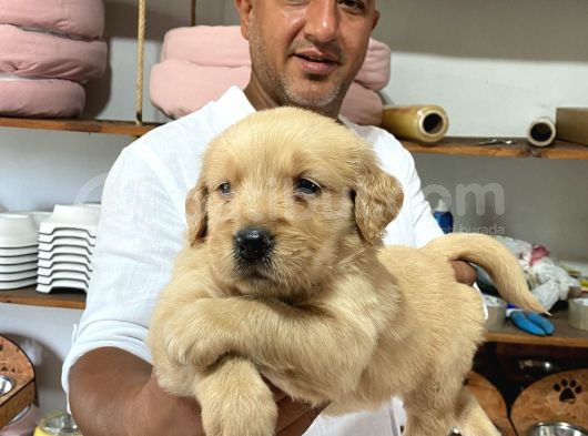 Safkan Golden yavrularımız rezervasyona aaçılmıştır