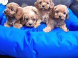 Anne Baba Orji̇nal Cockapoo Yavrular