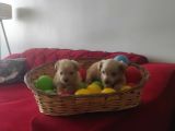 Ev Doğumu Maltipoo Yavrularımız