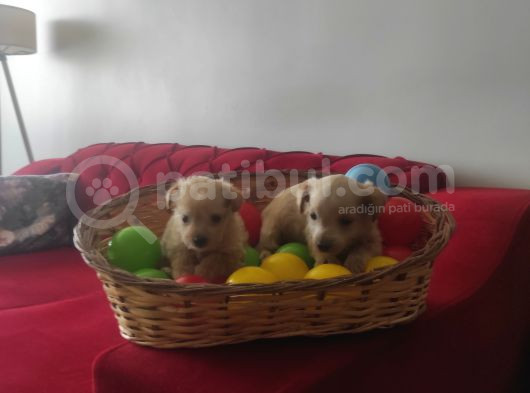 Ev Doğumu Maltipoo Yavrularımız görsel