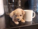 Ev Doğumu Maltipoo Yavrularımız