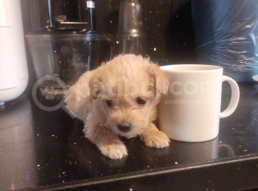 Ev Doğumu Maltipoo Yavrularımız görsel