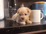 Ev Doğumu Maltipoo Yavrularımız