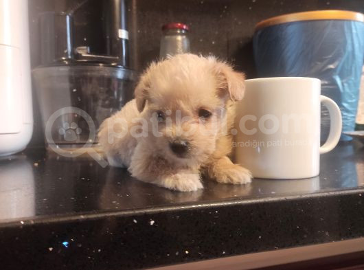 Ev Doğumu Maltipoo Yavrularımız görsel