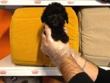 Tea Cup Black Poodle Yavrulari