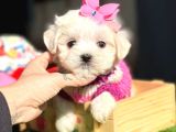 Maltese Aşkı Başka Yavru Köpeklerimiz Sahiplerini Bekliyor