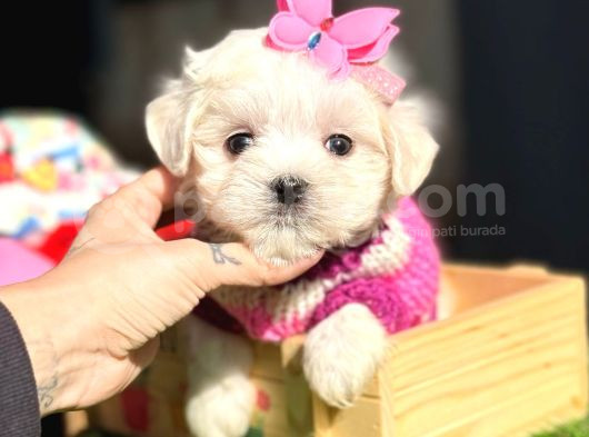 Maltese Aşkı Başka Yavru Köpeklerimiz Sahiplerini Bekliyor görsel