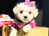 Maltese Aşkı Başka Yavru Köpeklerimiz Sahiplerini Bekliyor