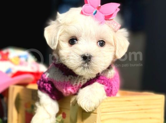 Maltese Aşkı Başka Yavru Köpeklerimiz Sahiplerini Bekliyor görsel