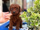Orijinal Saf Kan Poodle