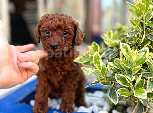 Orijinal Saf Kan Poodle görsel