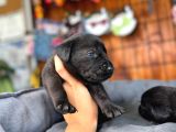 Labrador Severler Buraya Bu Güzellikler Satışta