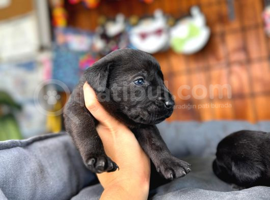 Labrador Severler Buraya Bu Güzellikler Satışta görsel