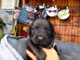 Labrador Severler Buraya Bu Güzellikler Satışta