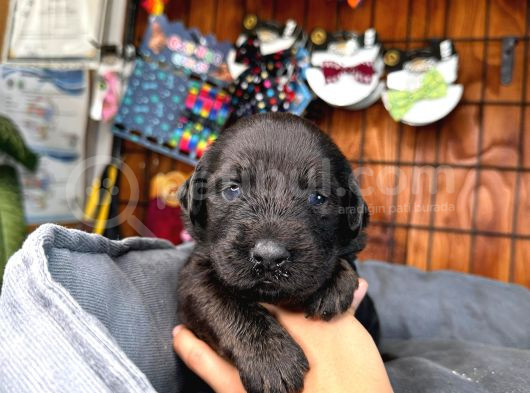 Labrador Severler Buraya Bu Güzellikler Satışta görsel