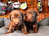 Labrador severler buraya Bu güzellikler satışta