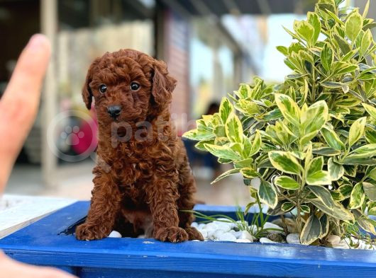 Orijinal Saf Kan Poodle görsel