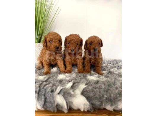 Deni̇zli̇ni̇n En Gözde Poodle Bebekleri̇ görsel