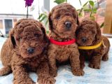DENİZLİNİN EN GÖZDE POODLE BEBEKLERİ