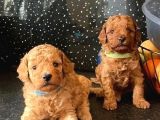 Deni̇zli̇ni̇n En Gözde Poodle Bebekleri̇